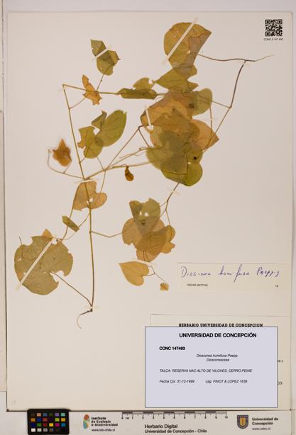 Dioscorea humifusa [Espécimen: ]