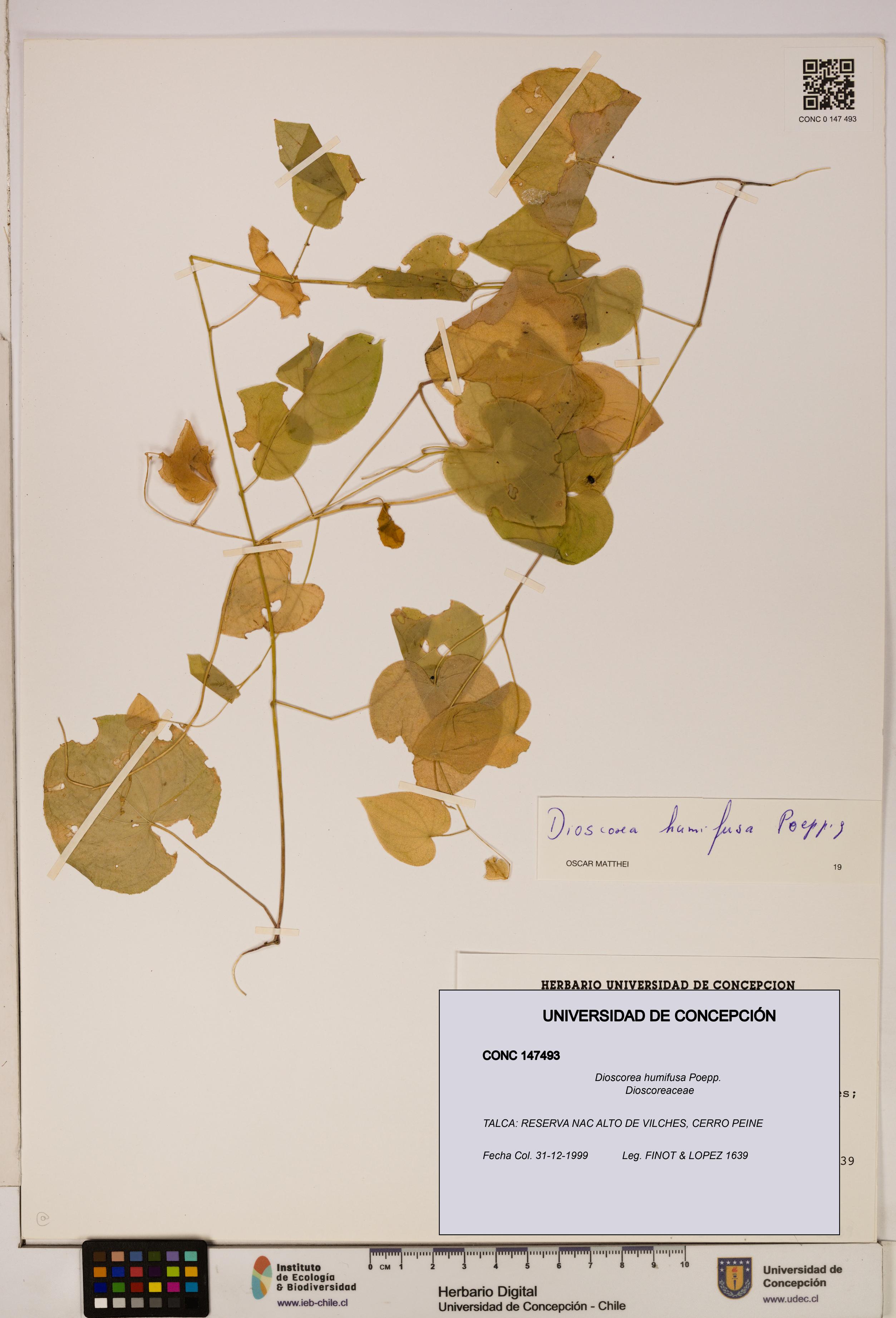 Dioscorea humifusa [Espécimen: ]
