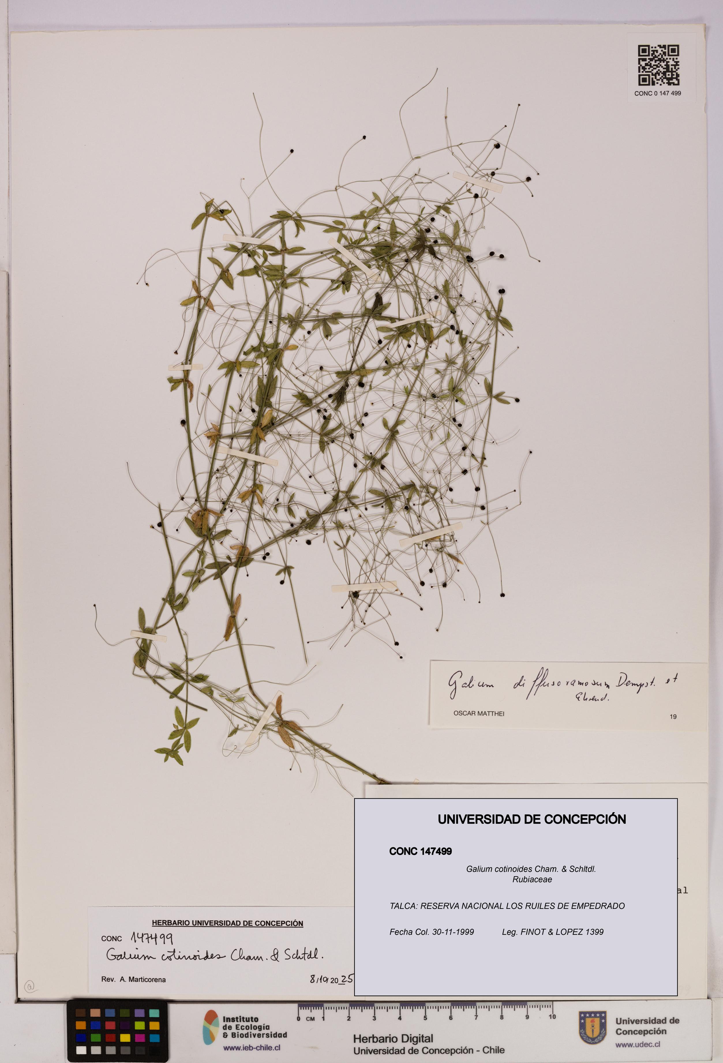 Galium cotinoides [Espécimen: UDEC:CONC:0147499]