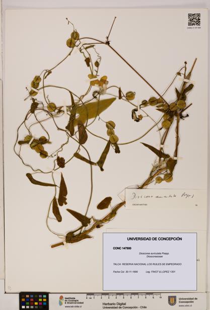 Dioscorea auriculata [Espécimen: ]