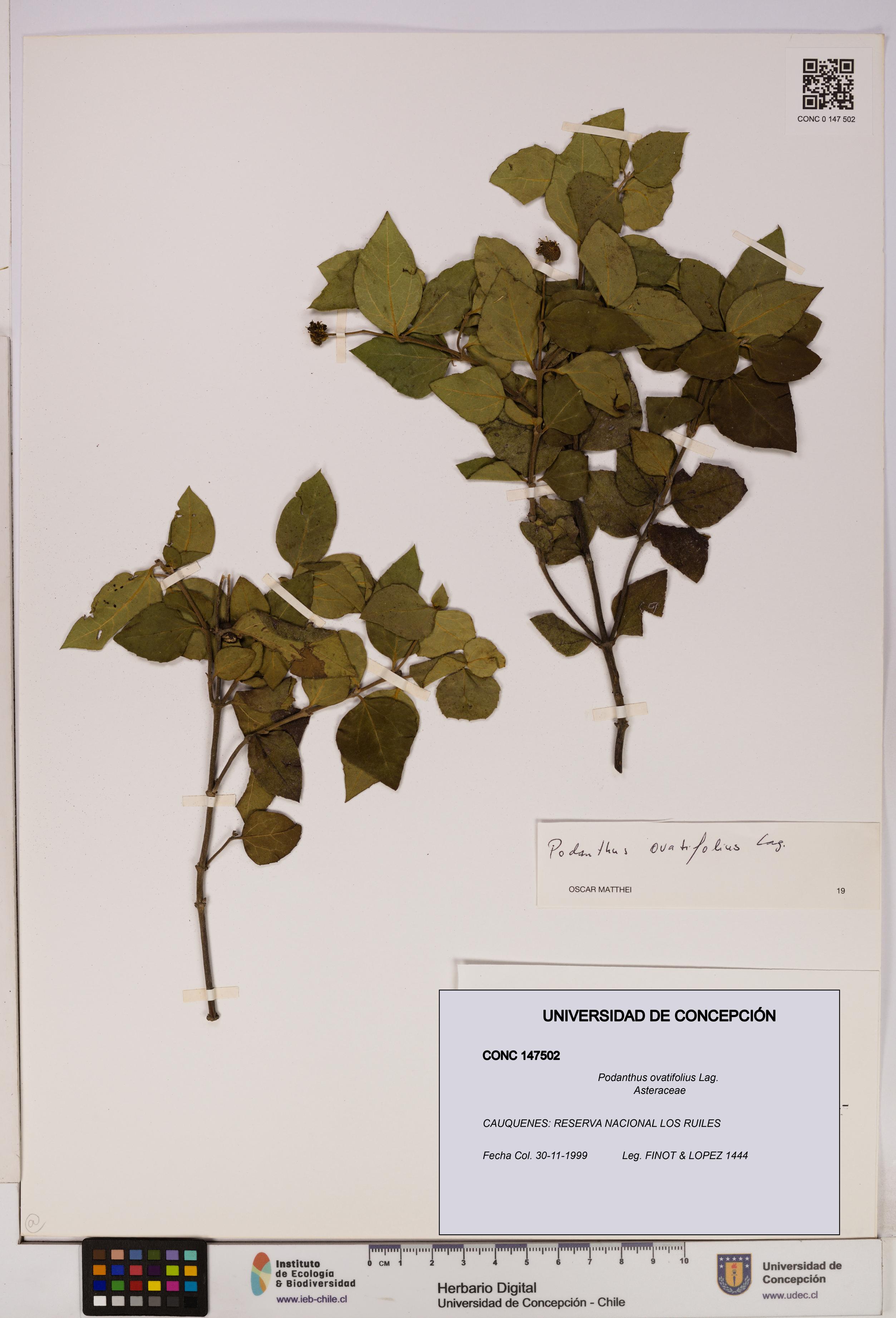 Podanthus ovatifolius [Espécimen: ]
