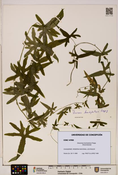 Dioscorea brachybotrya [Espécimen: ]