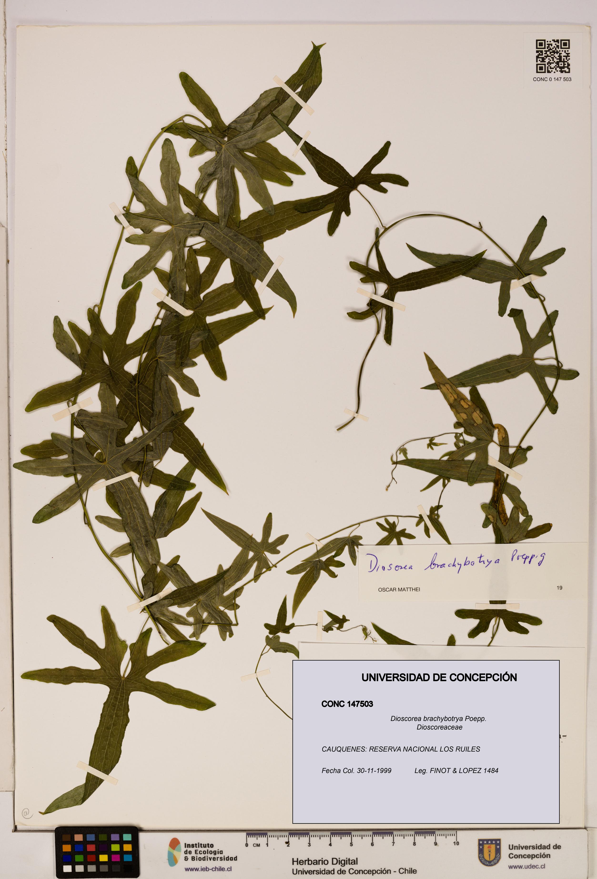 Dioscorea brachybotrya [Espécimen: ]