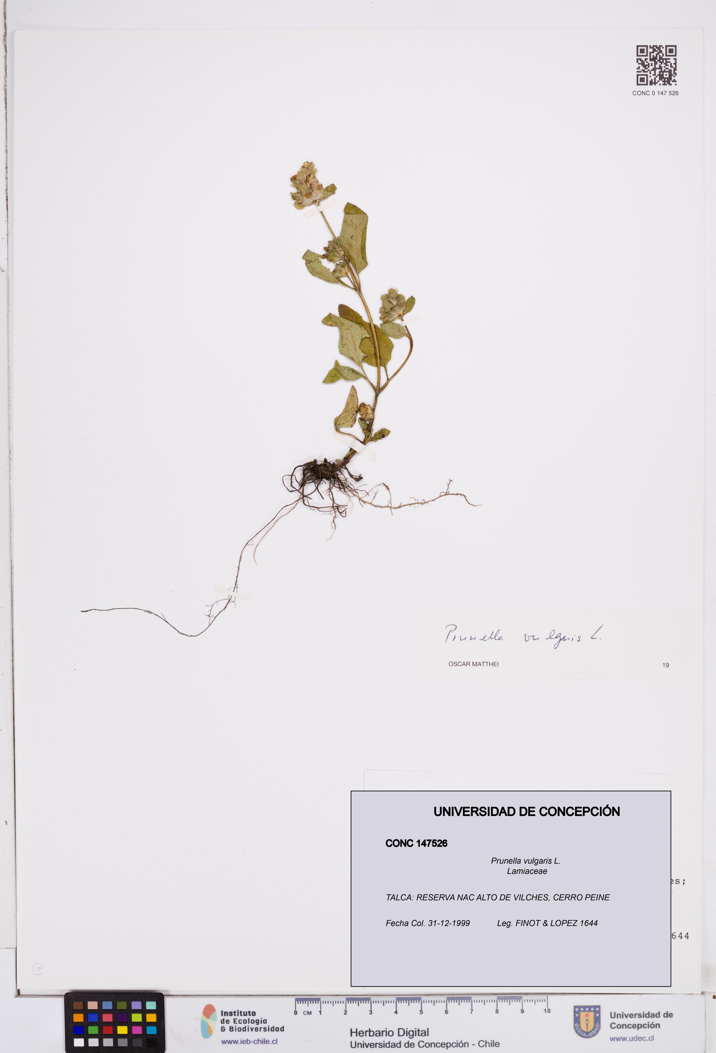 Prunella vulgaris [Espécimen: ]