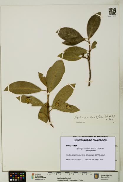 Hydrangea serratifolia [Espécimen: UDEC:CONC:0147527]