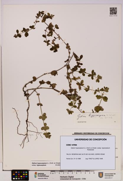 Galium hypocarpium subsp. hypocarpium [Espécimen: UDEC:CONC:0147534]