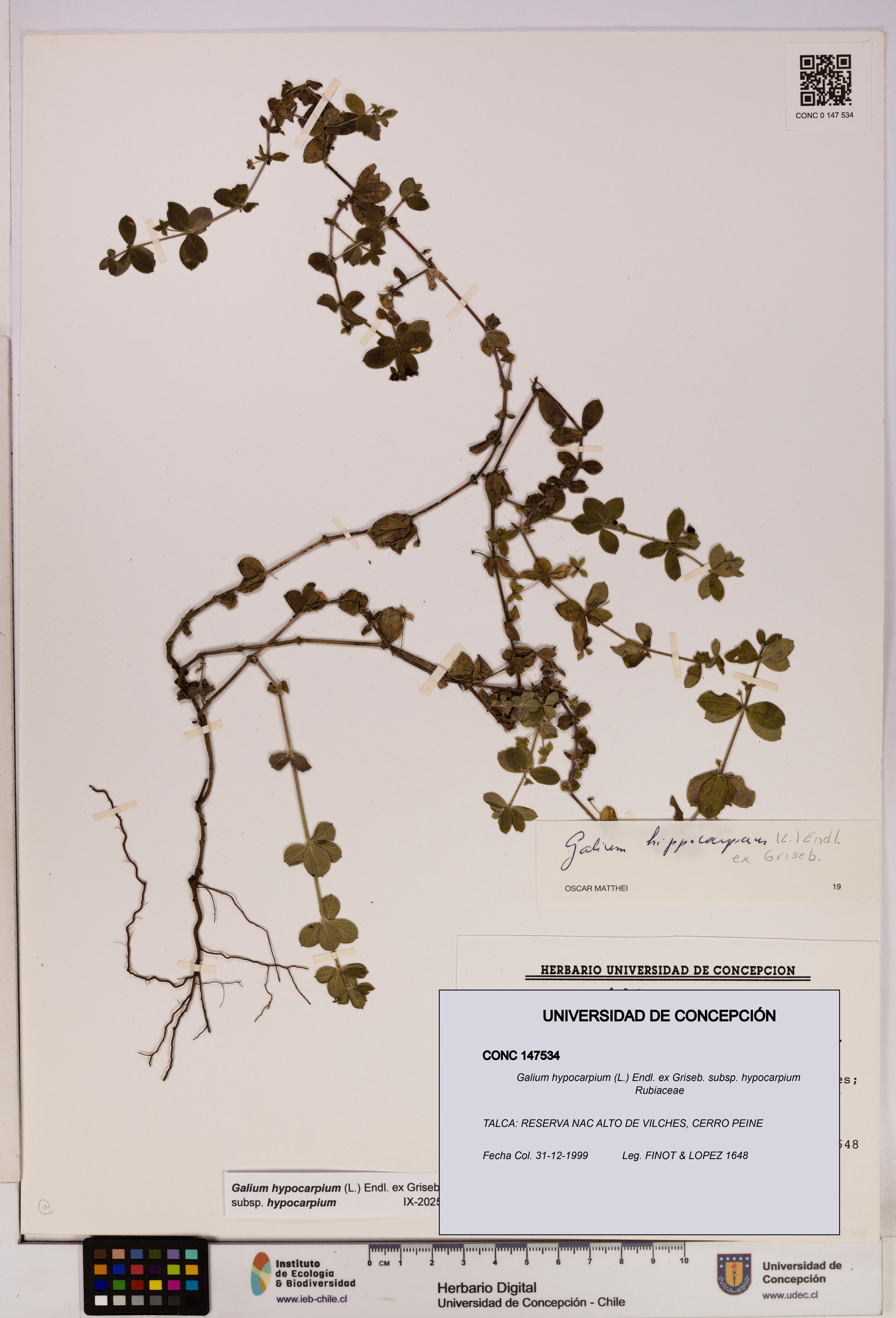 Galium hypocarpium subsp. hypocarpium [Espécimen: UDEC:CONC:0147534]
