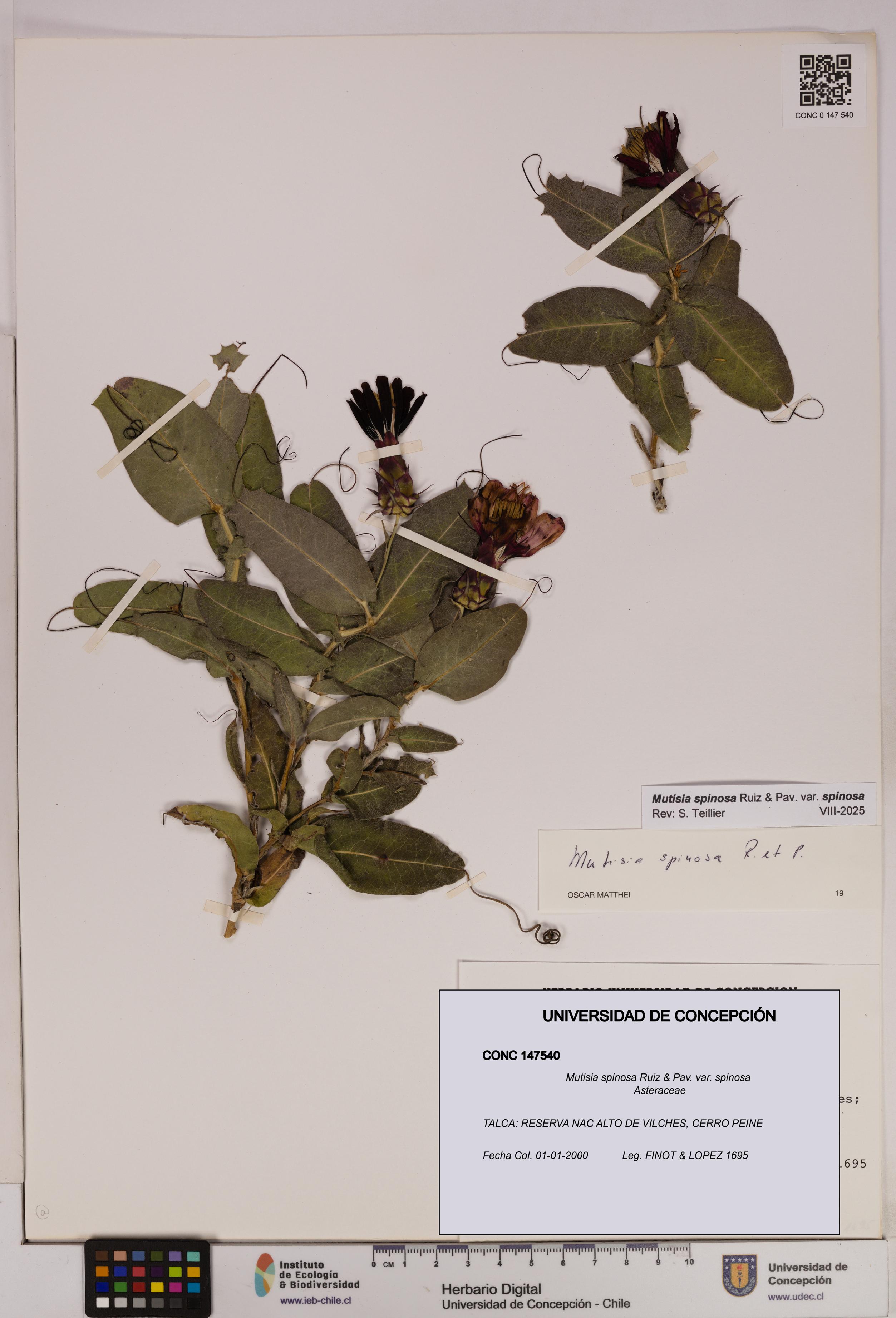 Mutisia spinosa var. spinosa [Espécimen: UDEC:CONC:0147540]