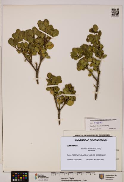 Baccharis rhomboidalis [Espécimen: UDEC:CONC:0147548]