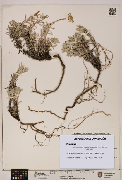 Senecio chilensis var. argophyllus [Espécimen: UDEC:CONC:0147549]