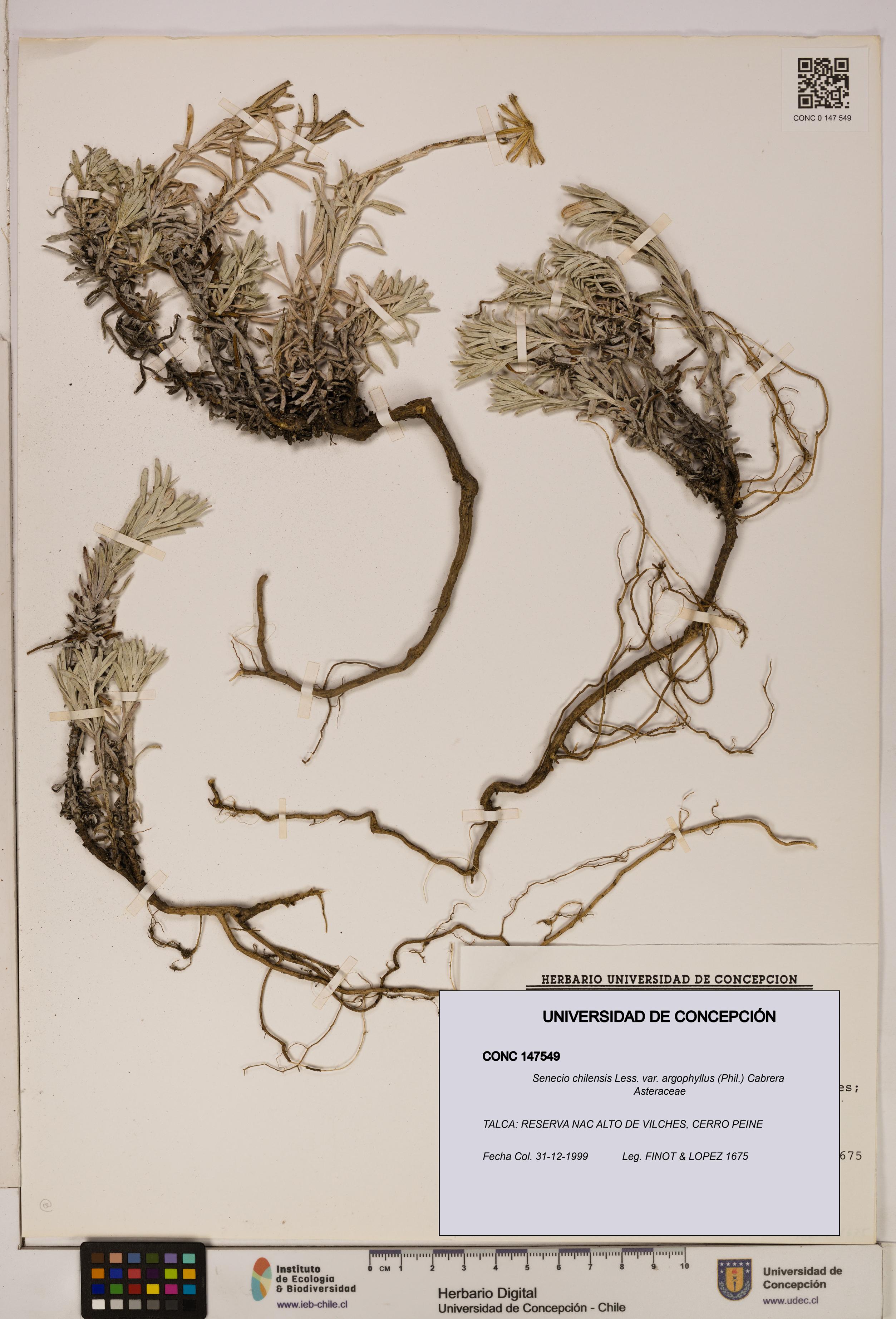 Senecio chilensis var. argophyllus [Espécimen: UDEC:CONC:0147549]