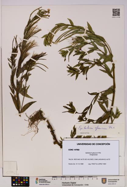 Epilobium glaucum [Espécimen: UDEC:CONC:0147552]