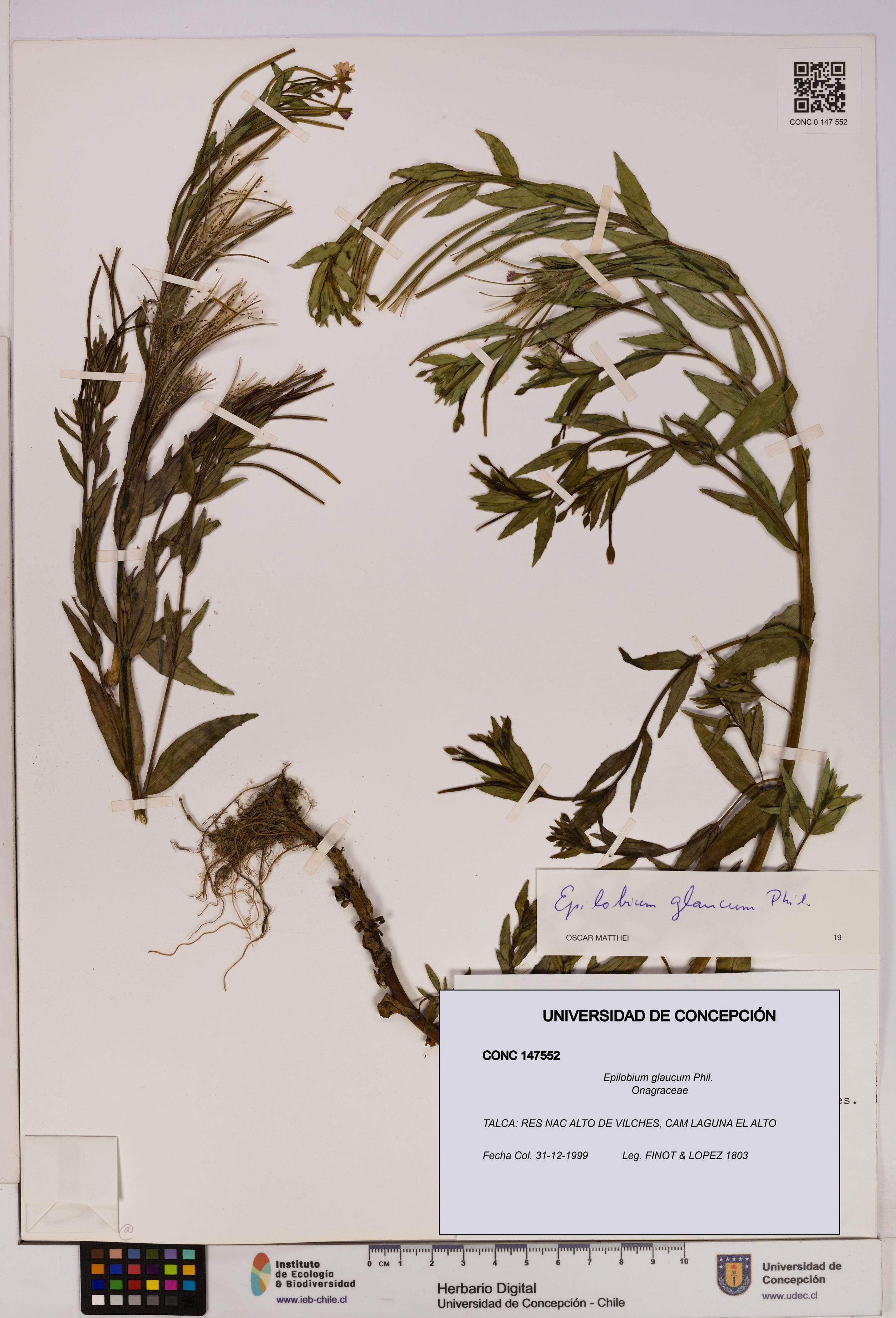 Epilobium glaucum [Espécimen: UDEC:CONC:0147552]