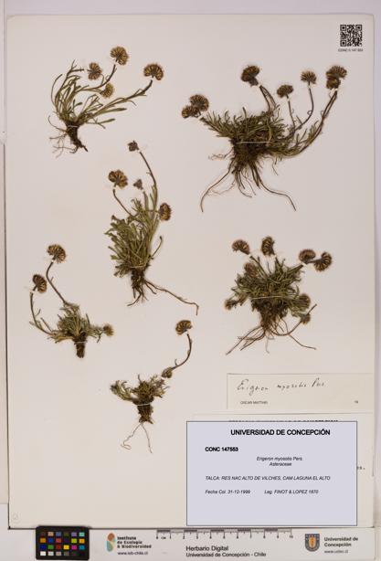 Erigeron myosotis [Espécimen: UDEC:CONC:0147553]