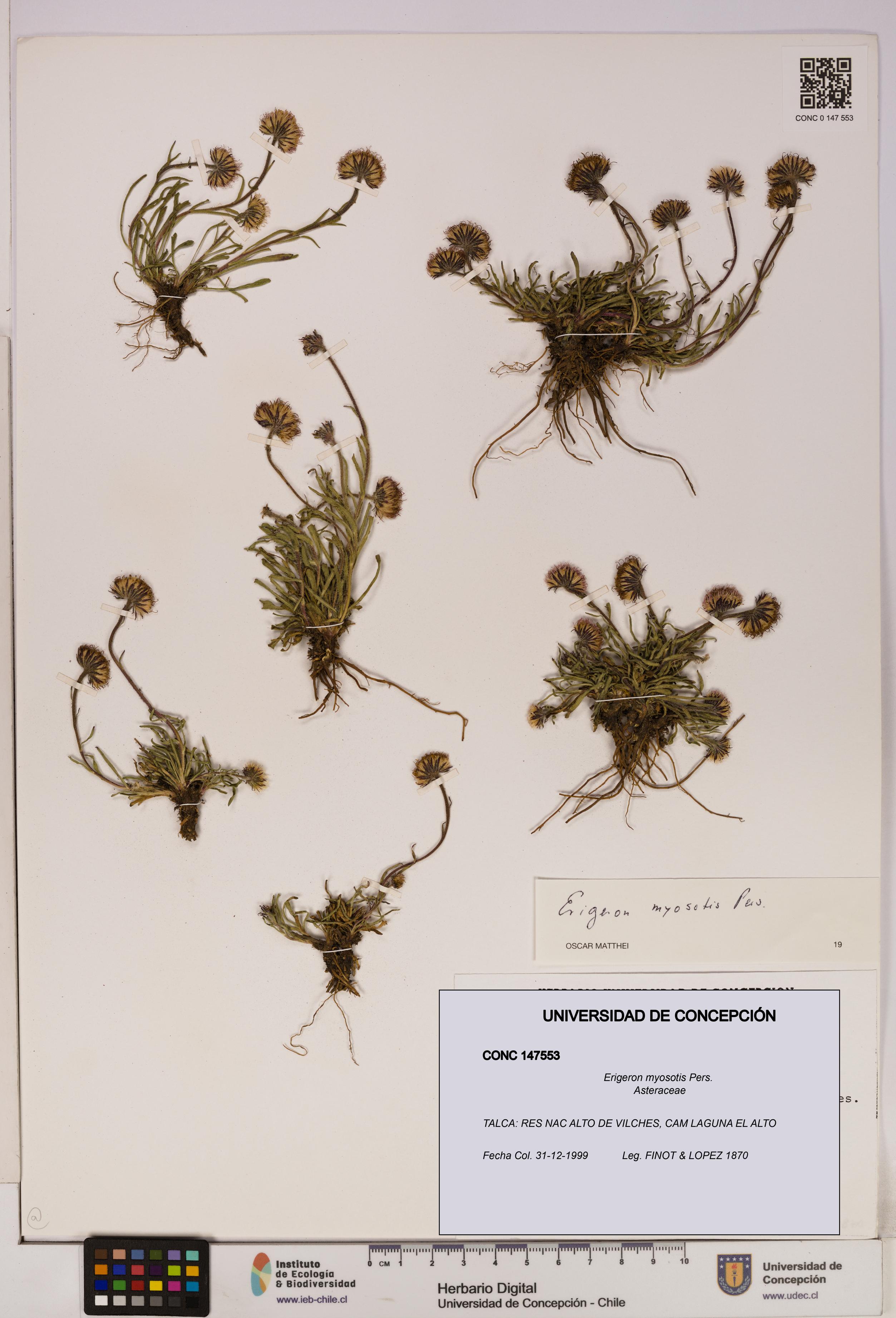 Erigeron myosotis [Espécimen: UDEC:CONC:0147553]