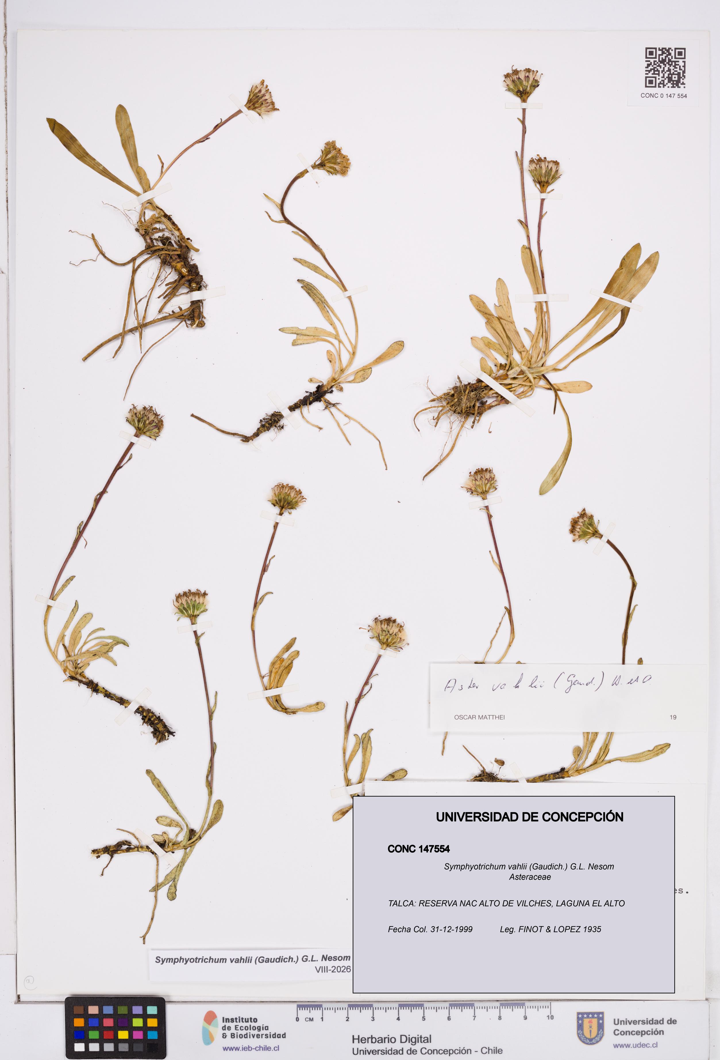 Symphyotrichum vahlii [Espécimen: ]
