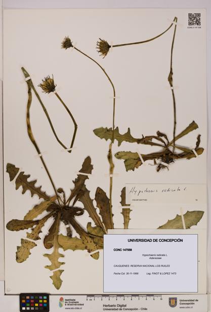 Hypochaeris radicata [Espécimen: UDEC:CONC:0147558]