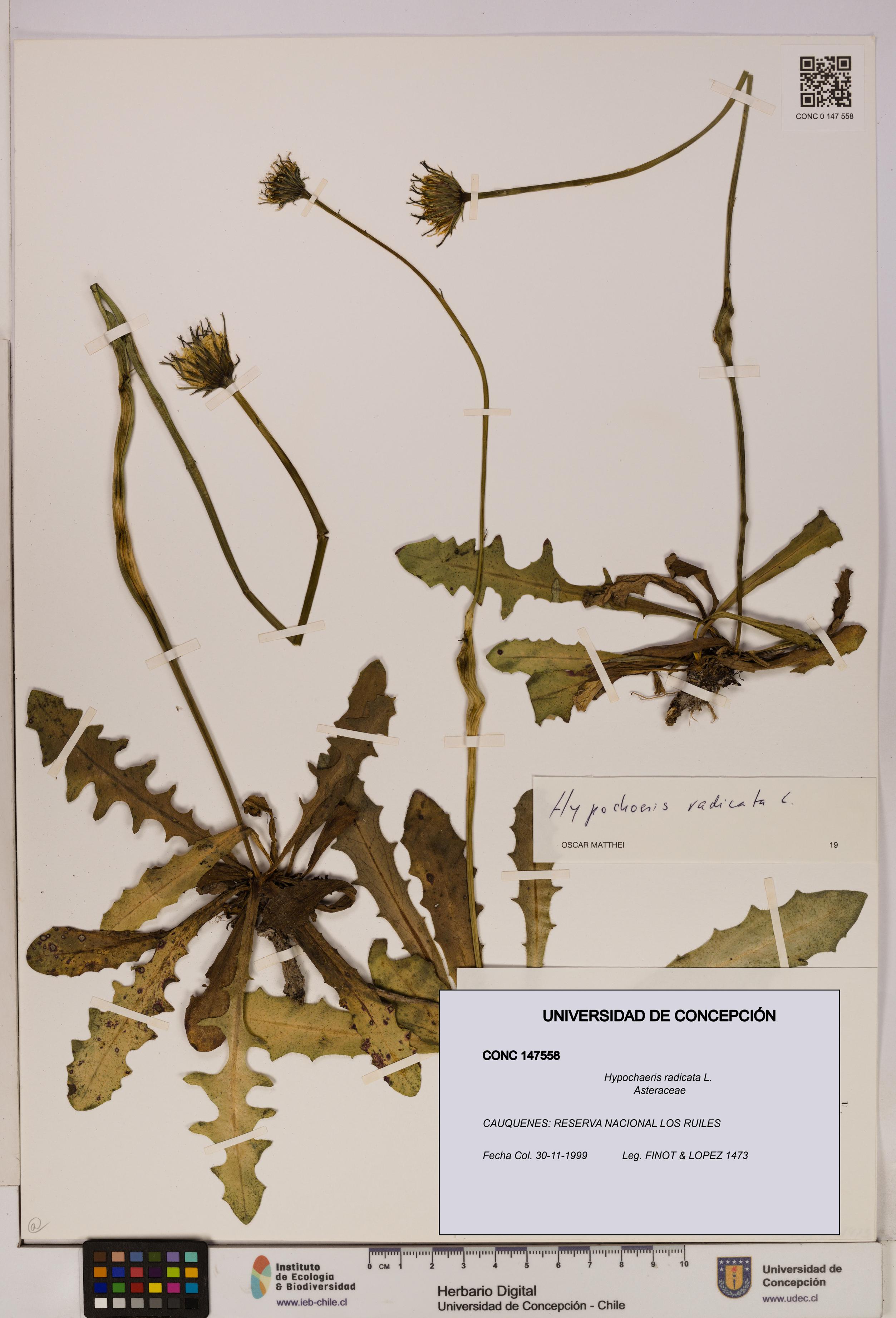 Hypochaeris radicata [Espécimen: UDEC:CONC:0147558]
