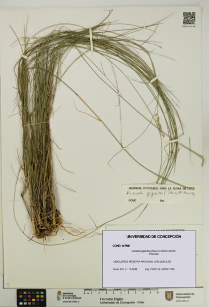 Nassella gigantea [Espécimen: UDEC:CONC:0147561]