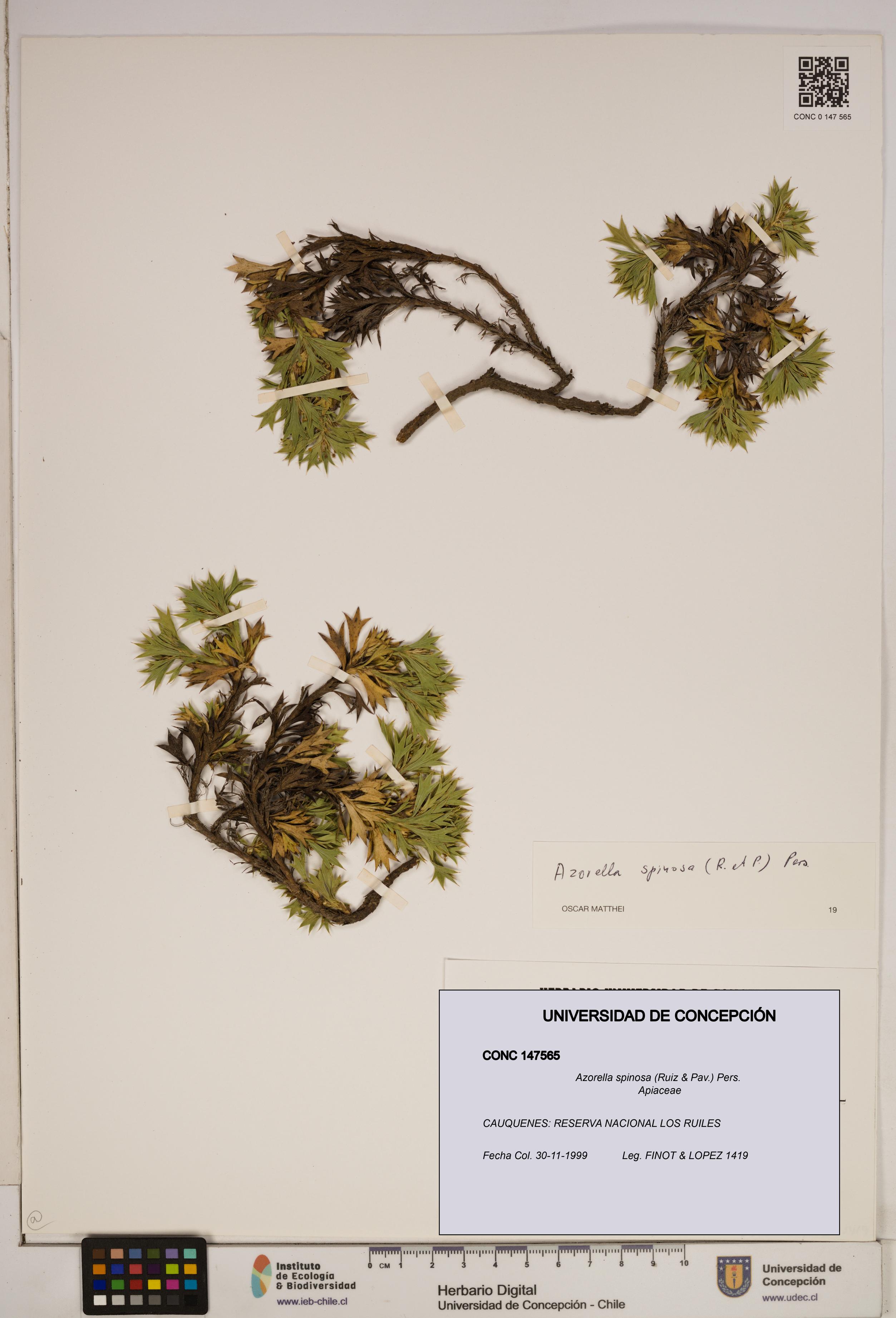 Azorella spinosa [Espécimen: ]