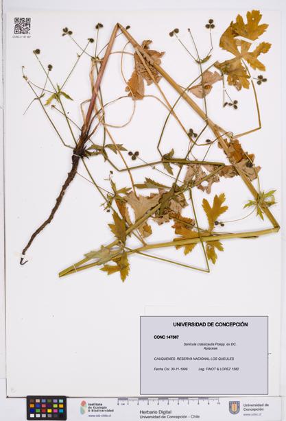 Sanicula crassicaulis [Espécimen: ]
