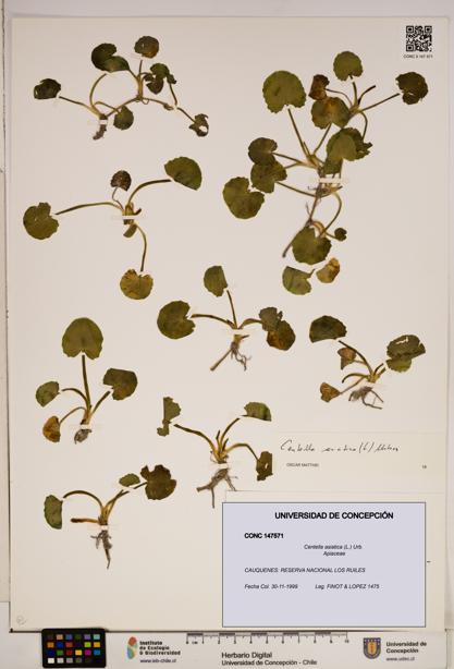 Centella asiatica [Espécimen: ]
