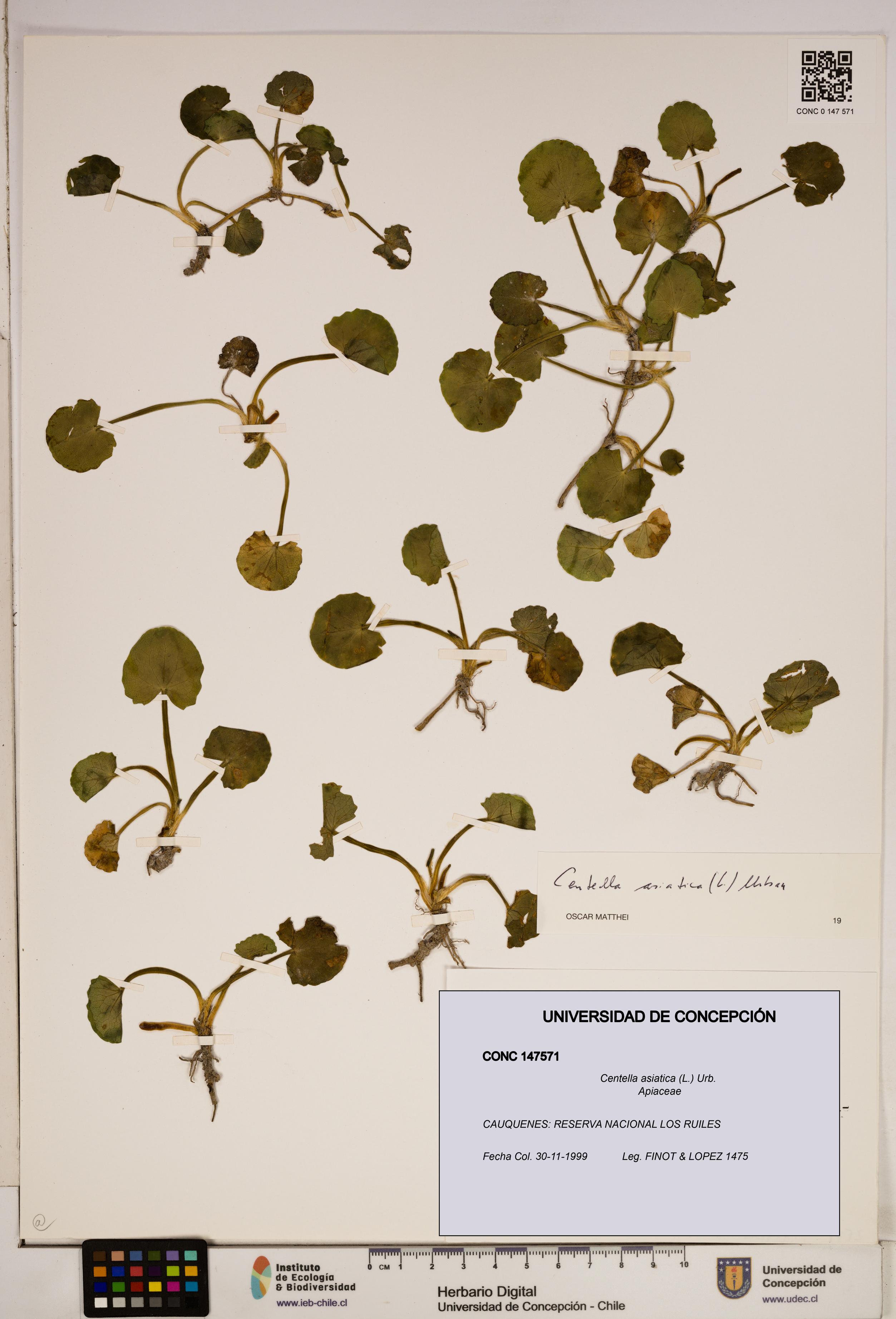 Centella asiatica [Espécimen: ]