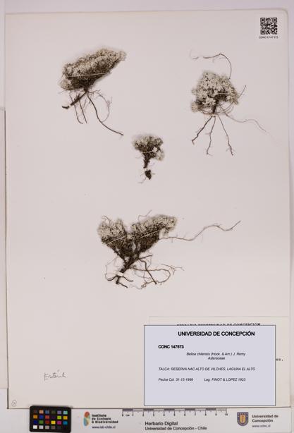 Belloa chilensis [Espécimen: UDEC:CONC:0147573]