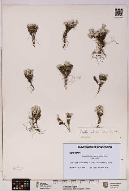 Belloa chilensis [Espécimen: UDEC:CONC:0147574]