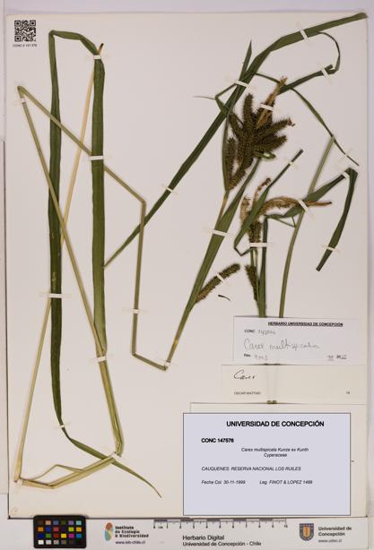Carex multispicata [Espécimen: UDEC:CONC:0147576]