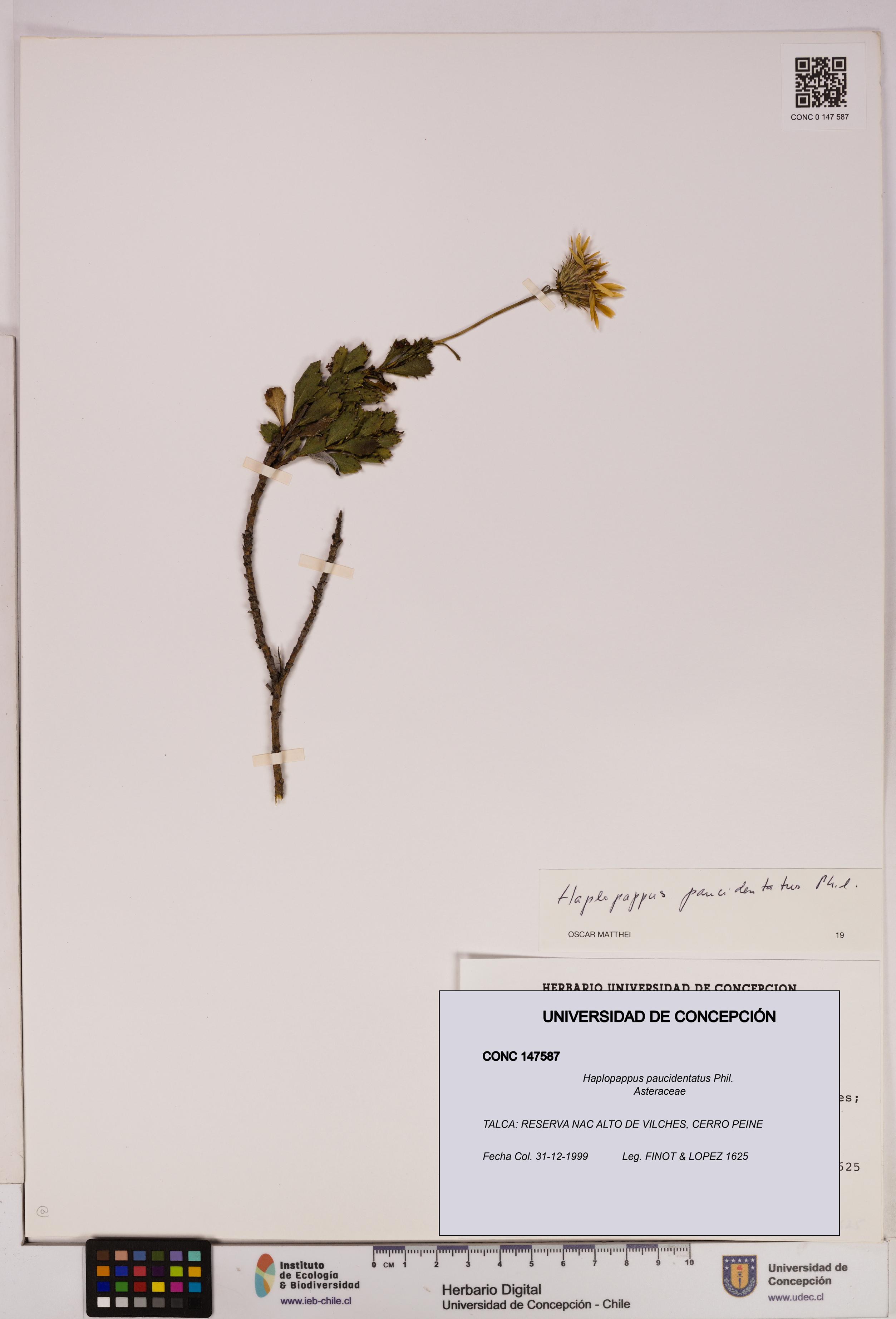 Haplopappus paucidentatus [Espécimen: UDEC:CONC:0147587]