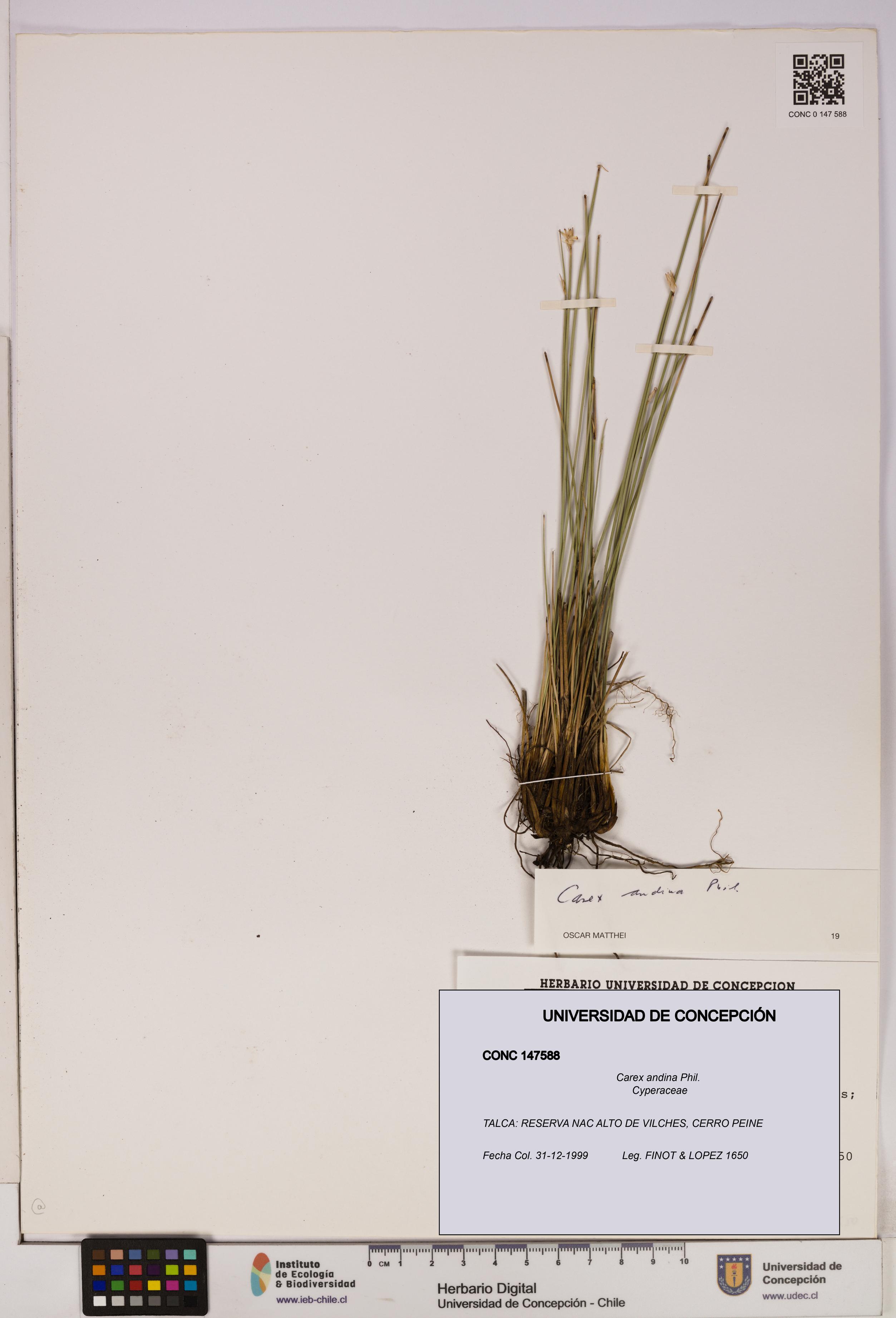 Carex andina [Espécimen: UDEC:CONC:0147588]