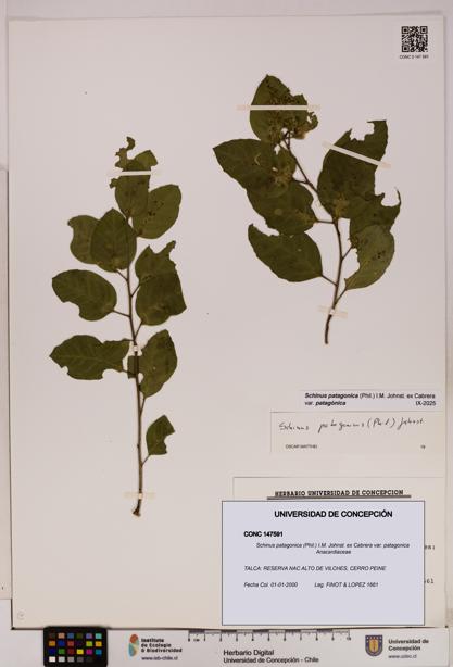 Schinus patagonica [Espécimen: UDEC:CONC:0147591]