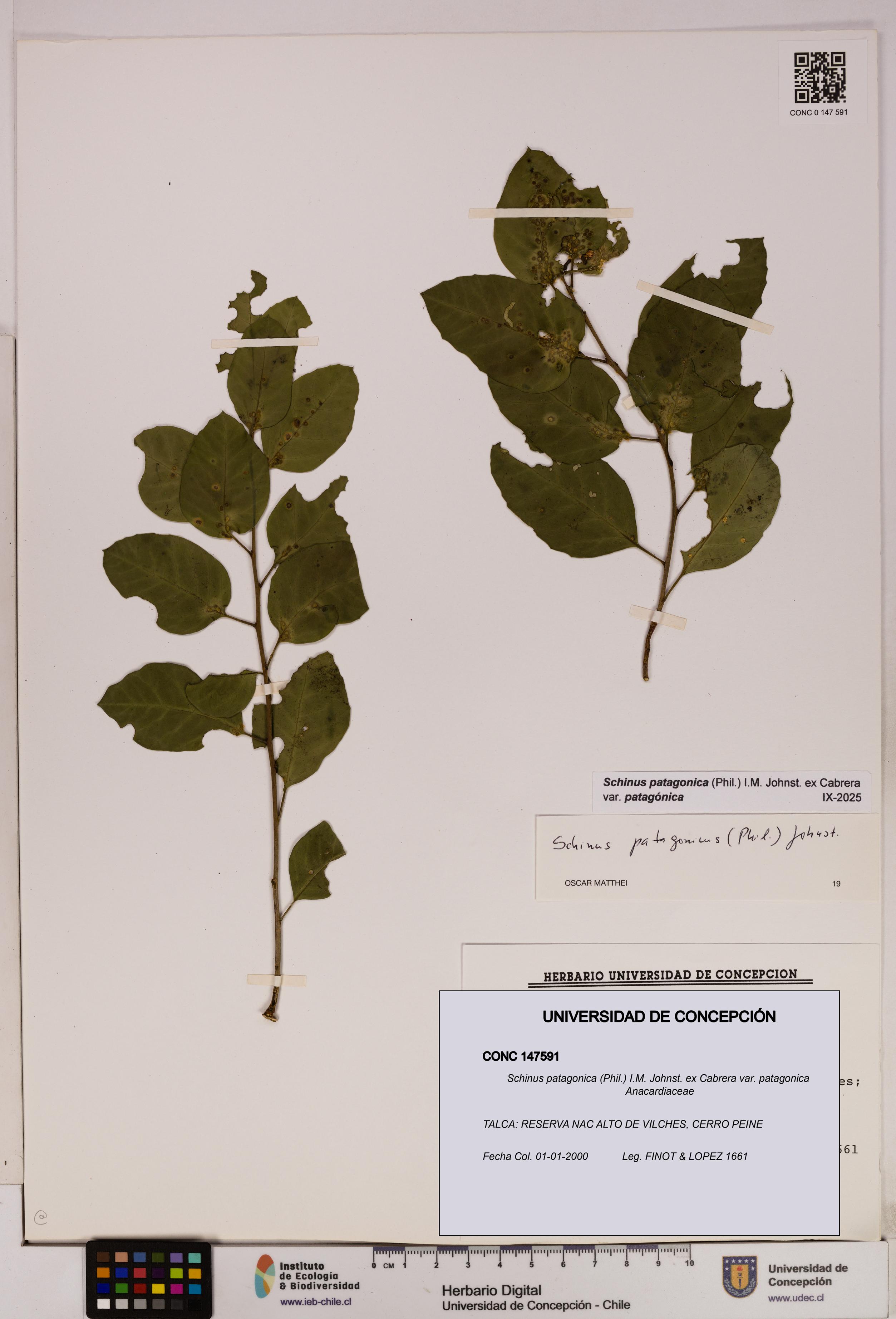 Schinus patagonica [Espécimen: UDEC:CONC:0147591]