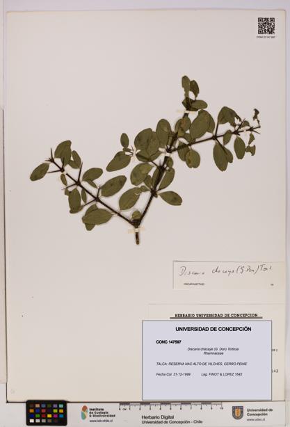 Discaria chacaye [Espécimen: UDEC:CONC:0147597]