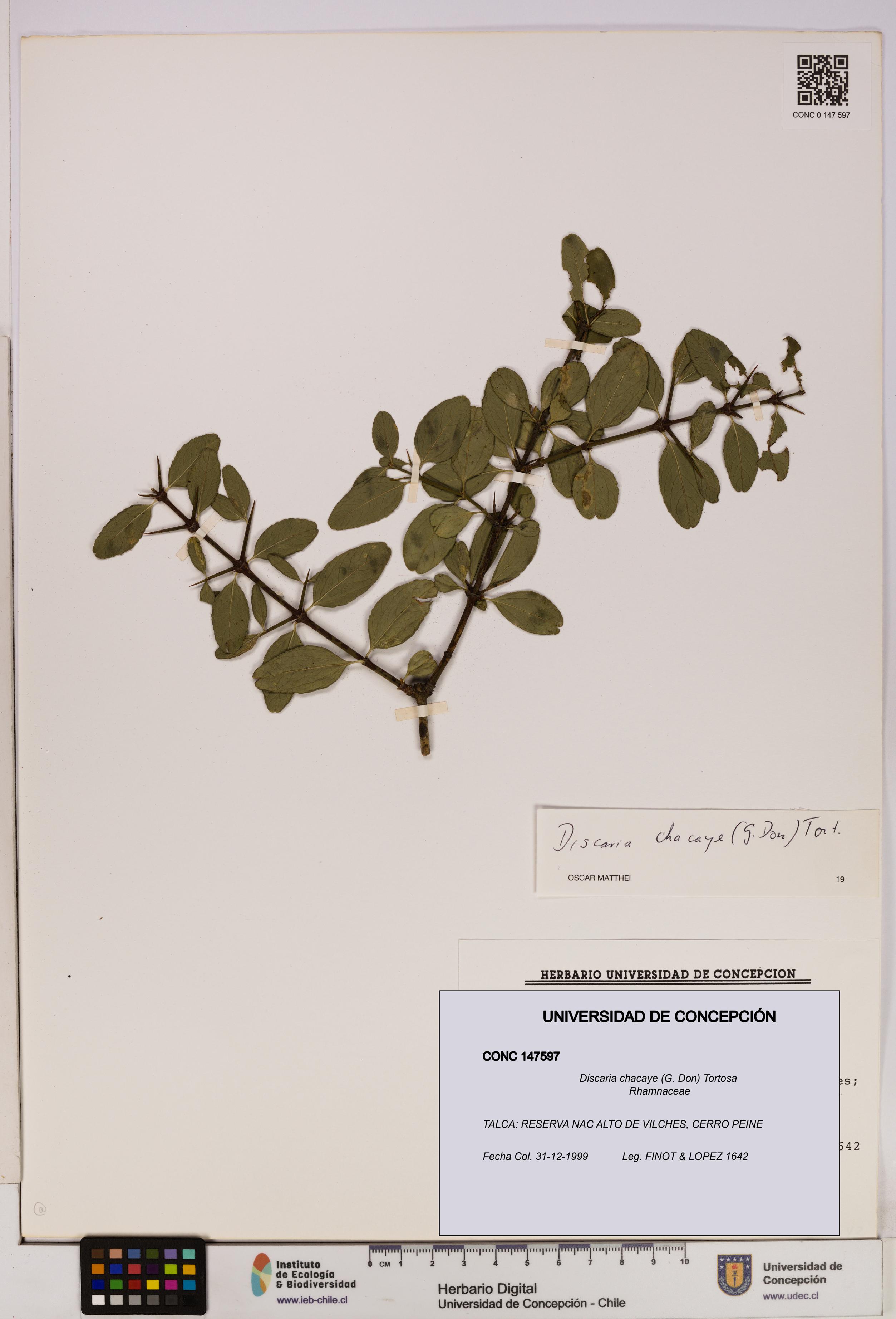 Discaria chacaye [Espécimen: UDEC:CONC:0147597]