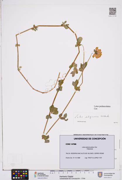 Lotus pedunculatus [Espécimen: ]