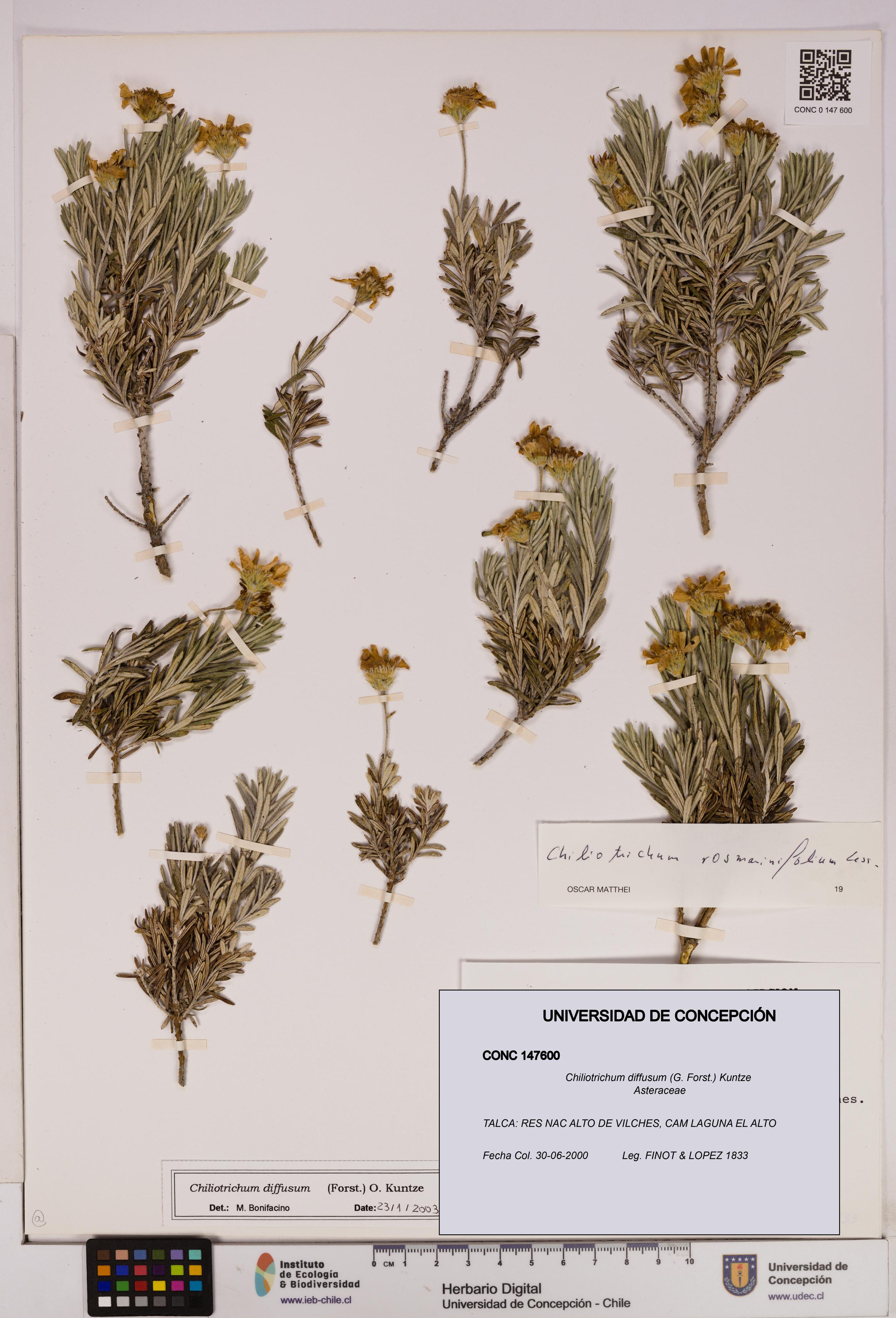 Chiliotrichum diffusum [Espécimen: UDEC:CONC:0147600]