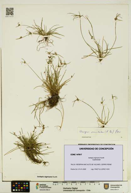 Isolepis nigricans [Espécimen: UDEC:CONC:0147617]