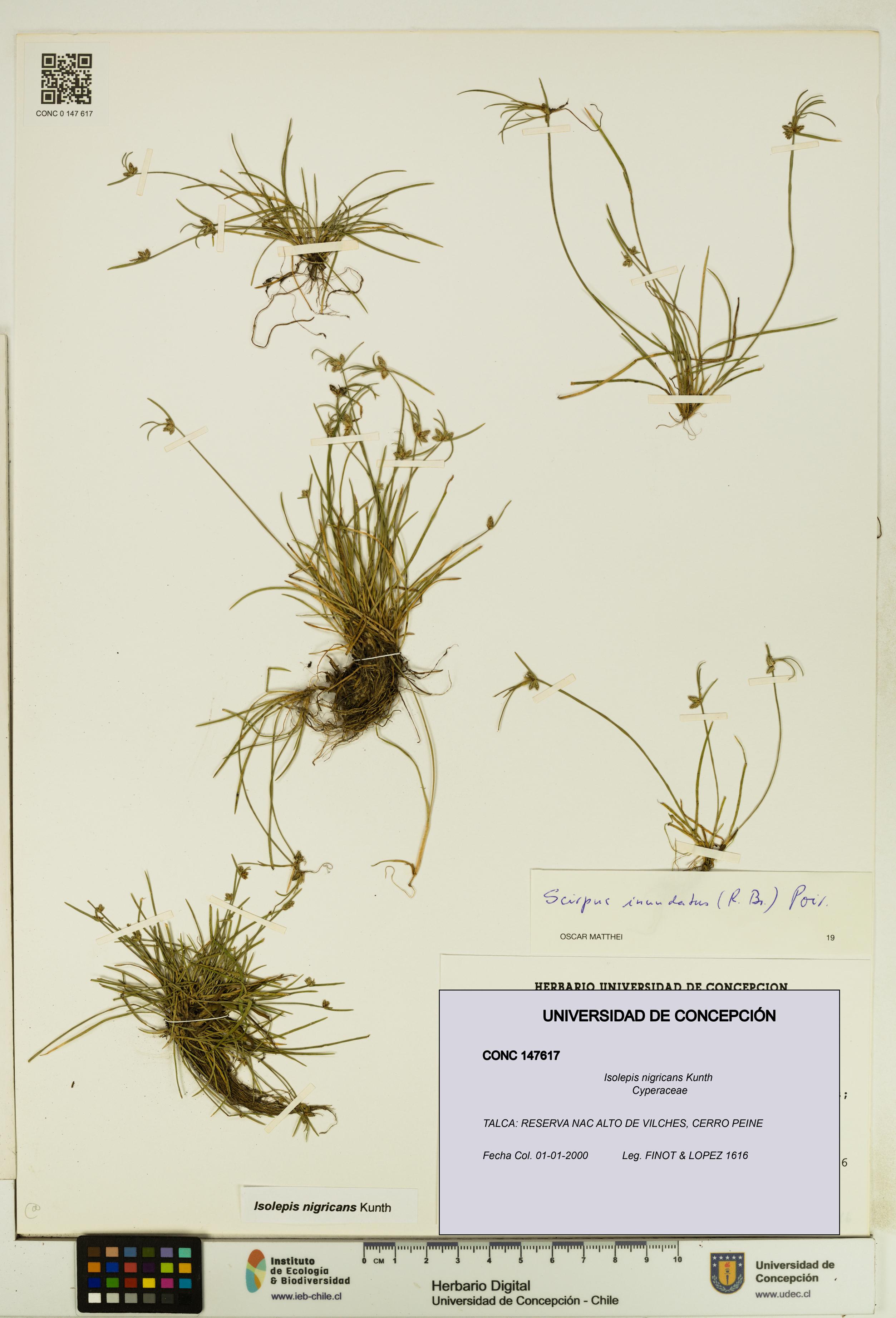 Isolepis nigricans [Espécimen: UDEC:CONC:0147617]