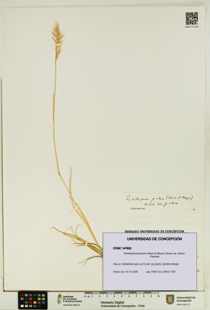 Rytidosperma pictum var. pictum [Espécimen: UDEC:CONC:0147620]