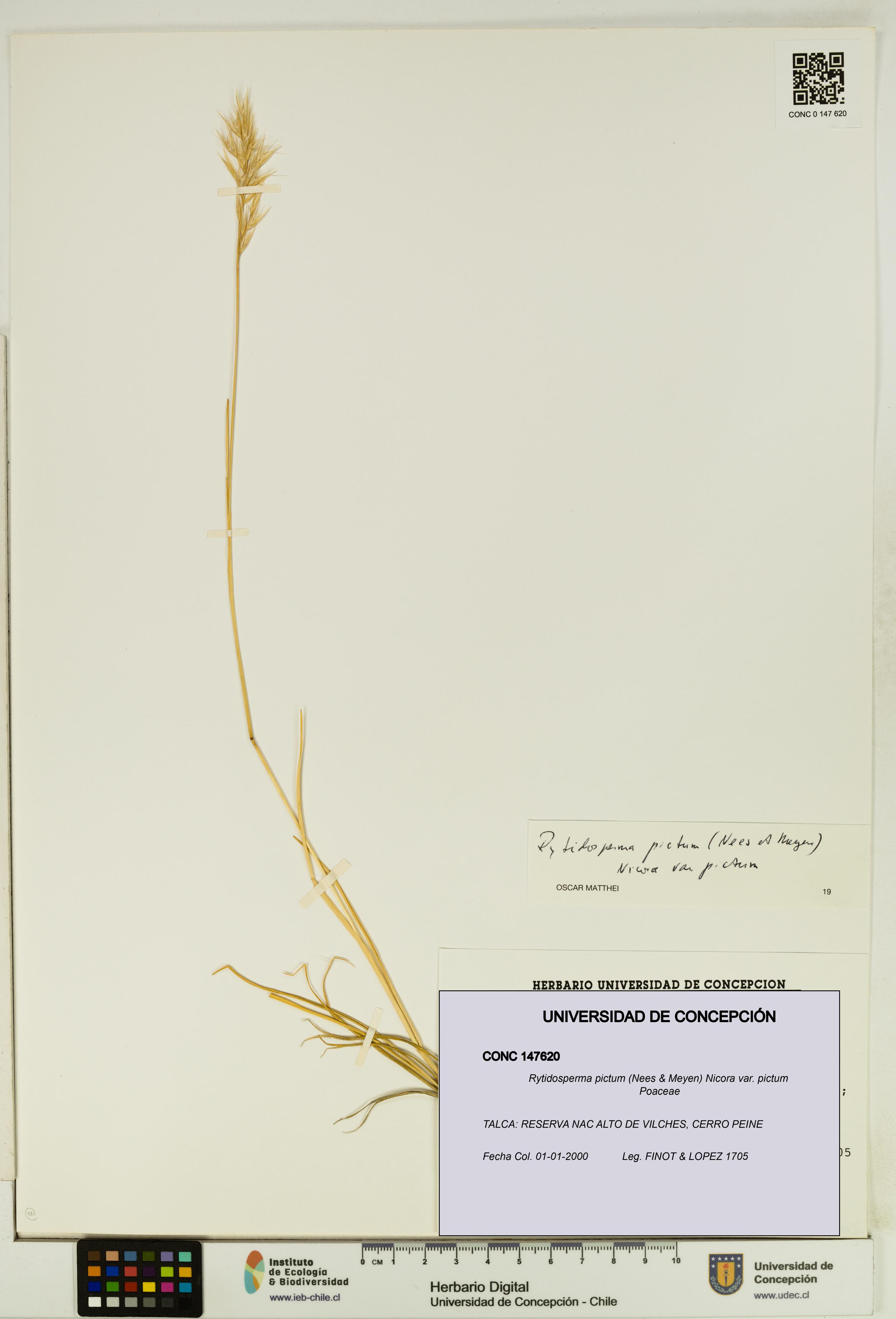 Rytidosperma pictum var. pictum [Espécimen: UDEC:CONC:0147620]