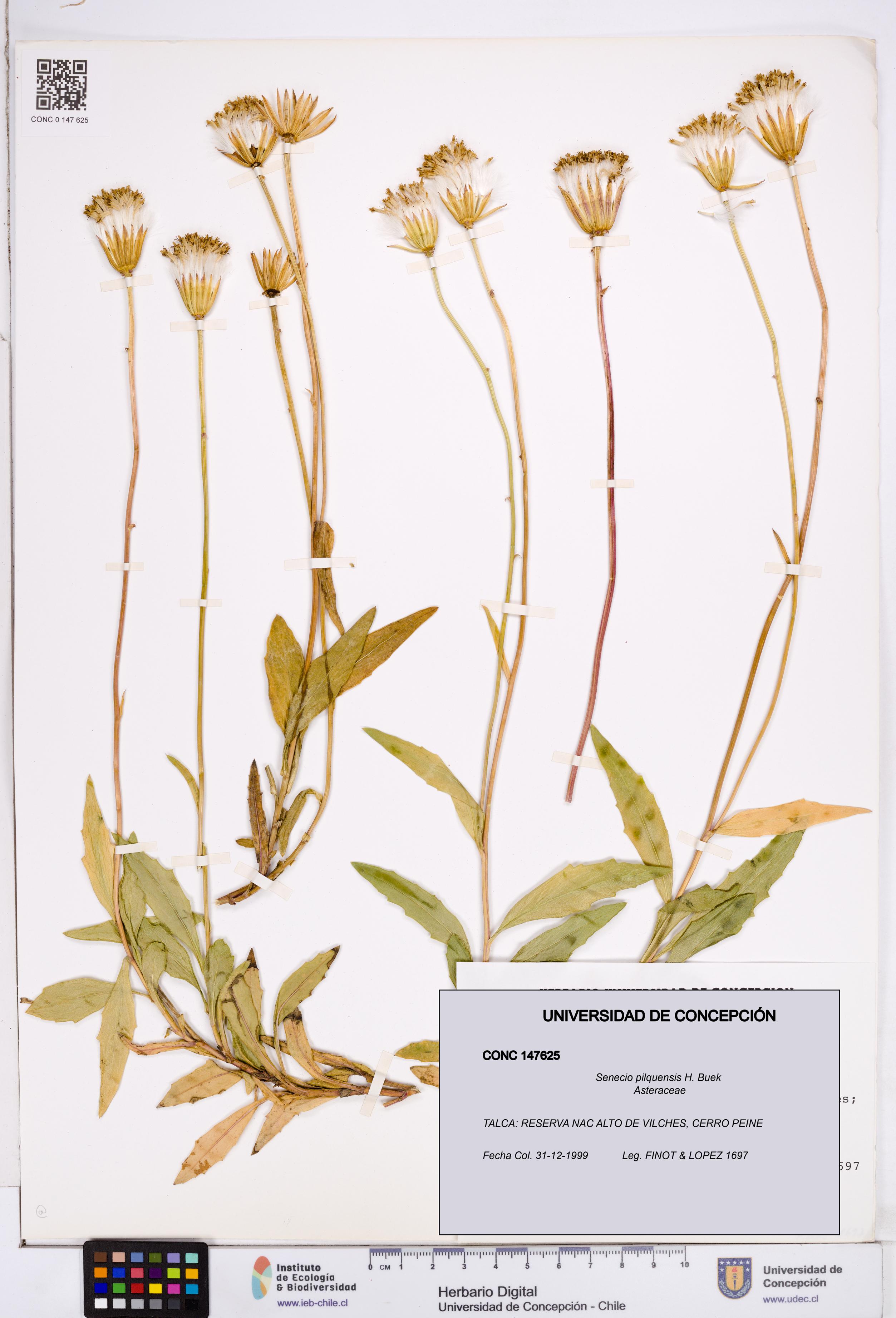 Senecio pilquensis [Espécimen: ]