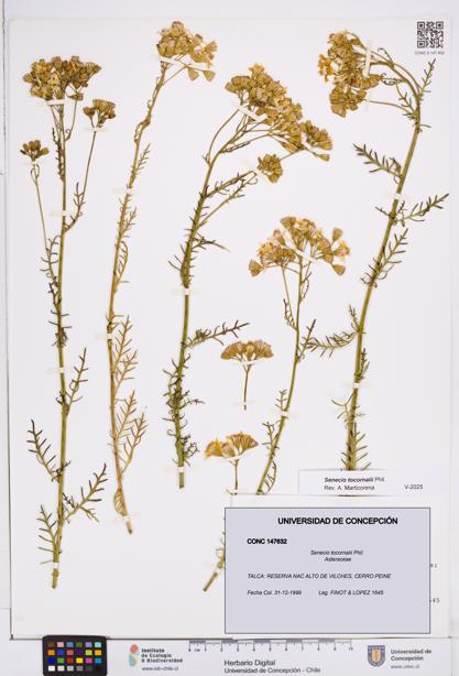 Senecio tocornalii [Espécimen: ]
