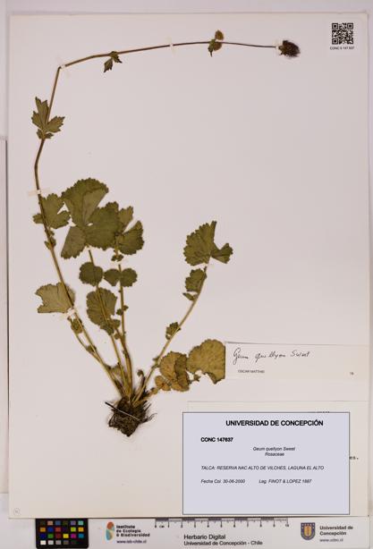 Geum quellyon [Espécimen: UDEC:CONC:0147637]