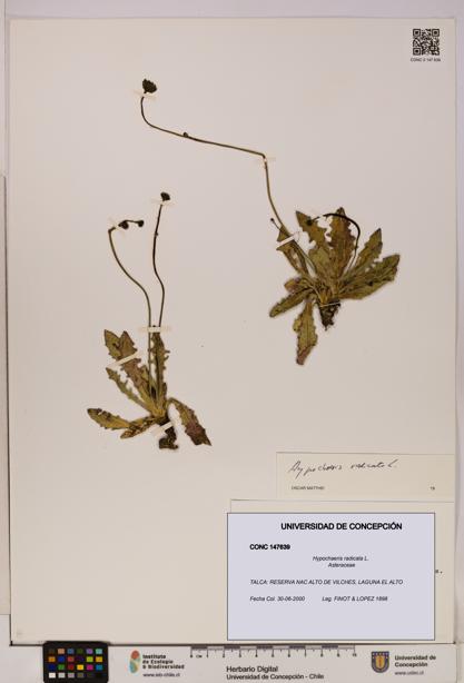 Hypochaeris radicata [Espécimen: UDEC:CONC:0147639]