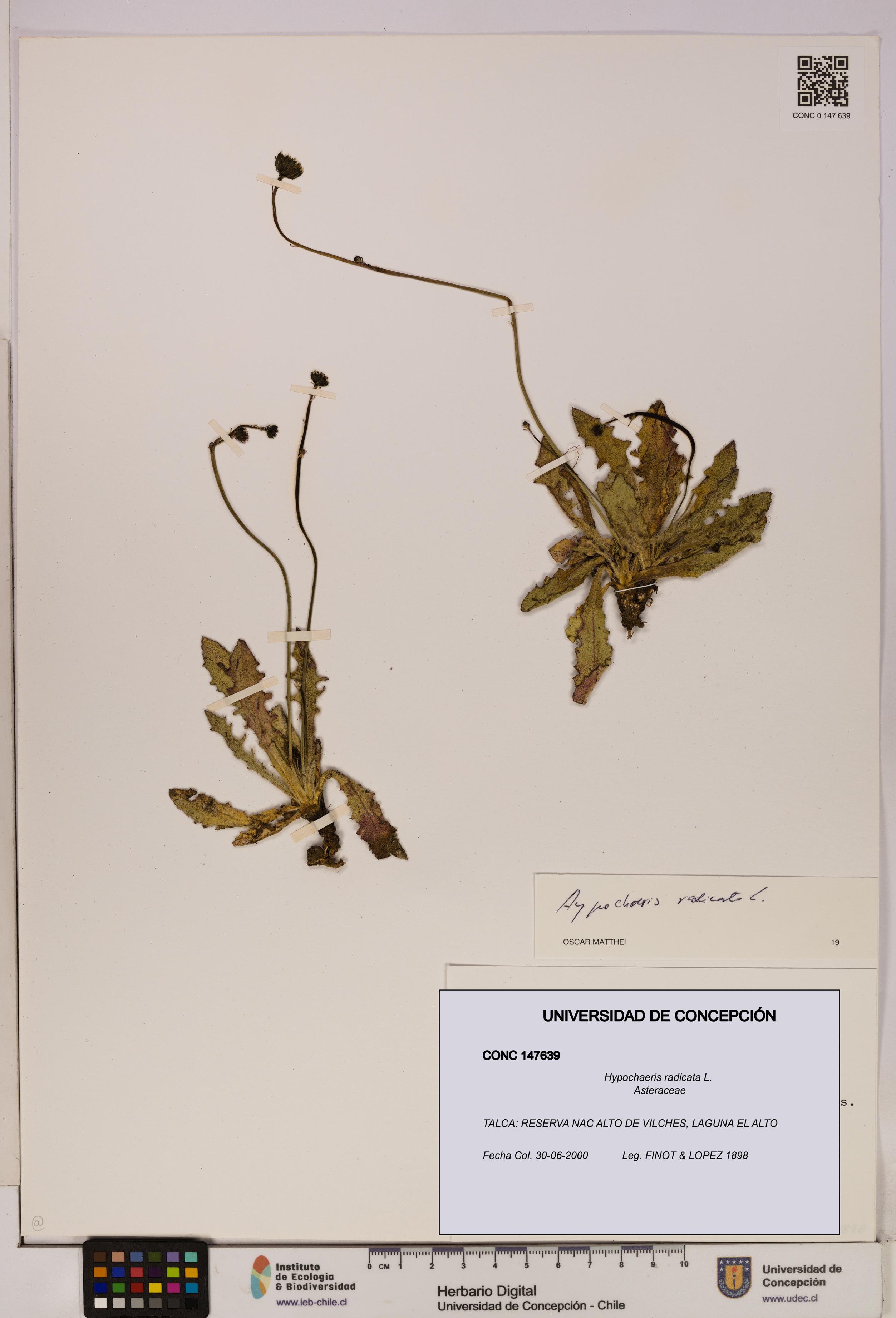 Hypochaeris radicata [Espécimen: UDEC:CONC:0147639]