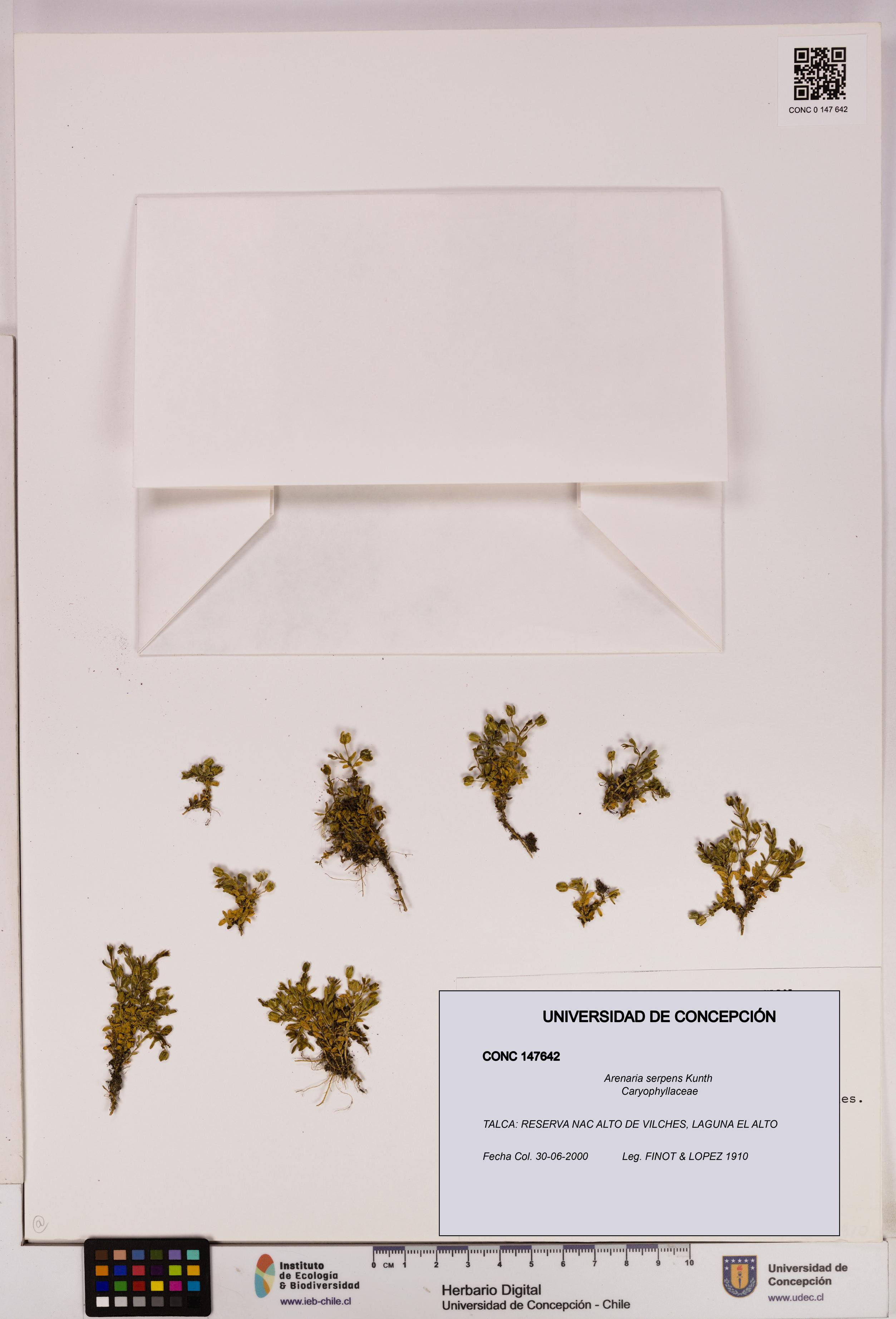 Arenaria serpens [Espécimen: UDEC:CONC:0147642]
