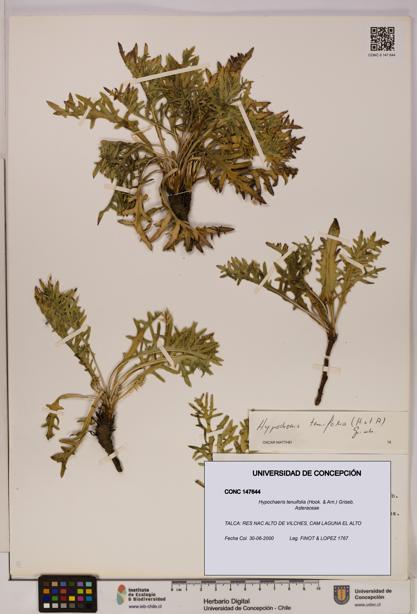 Hypochaeris tenuifolia [Espécimen: UDEC:CONC:0147644]