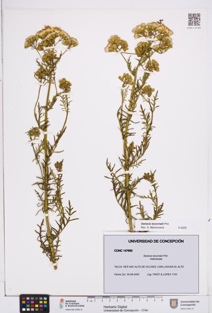 Senecio tocornalii [Espécimen: ]